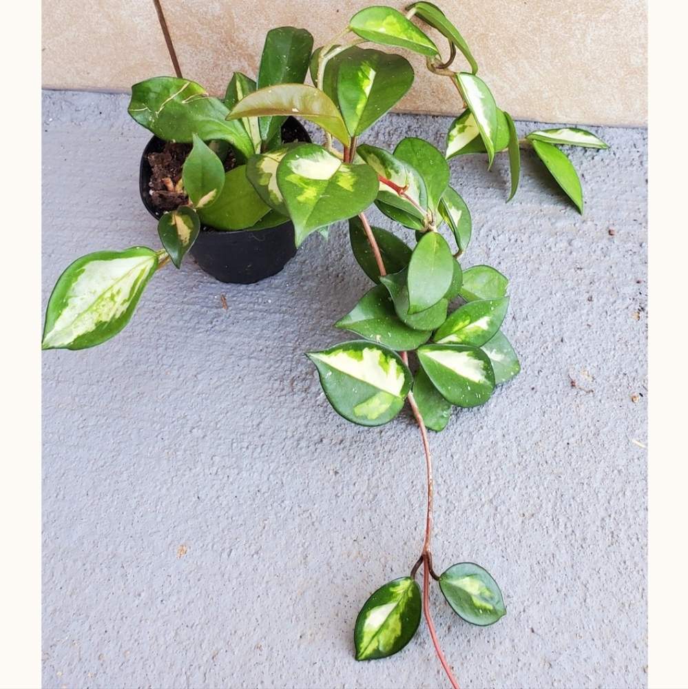 Hoya Krimson Princess 3" pot